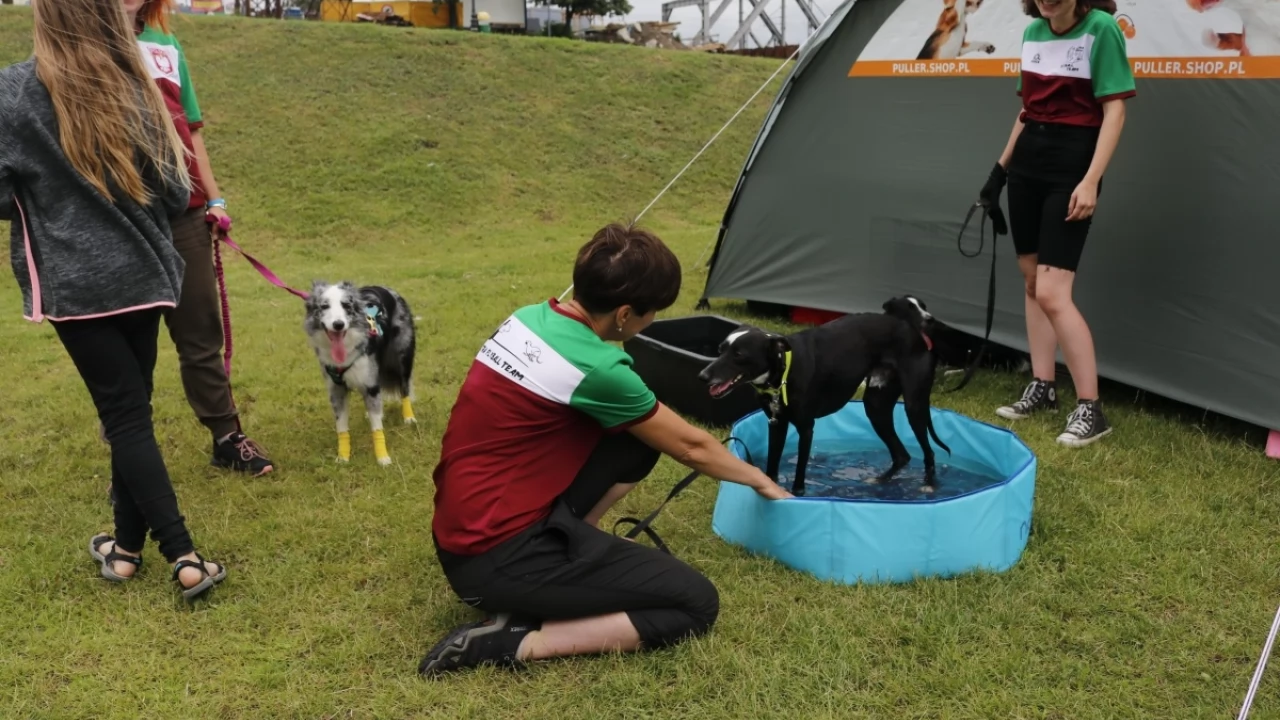 Tczew - Zawody Flyball, czyli wyścig psich sztafet