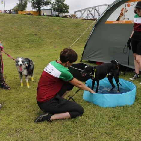 Tczew - Zawody Flyball, czyli wyścig psich sztafet