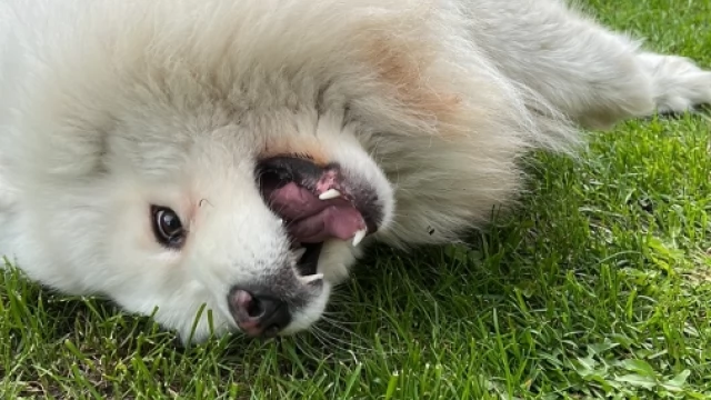 Tczew - Samoyed piesek 6 lat