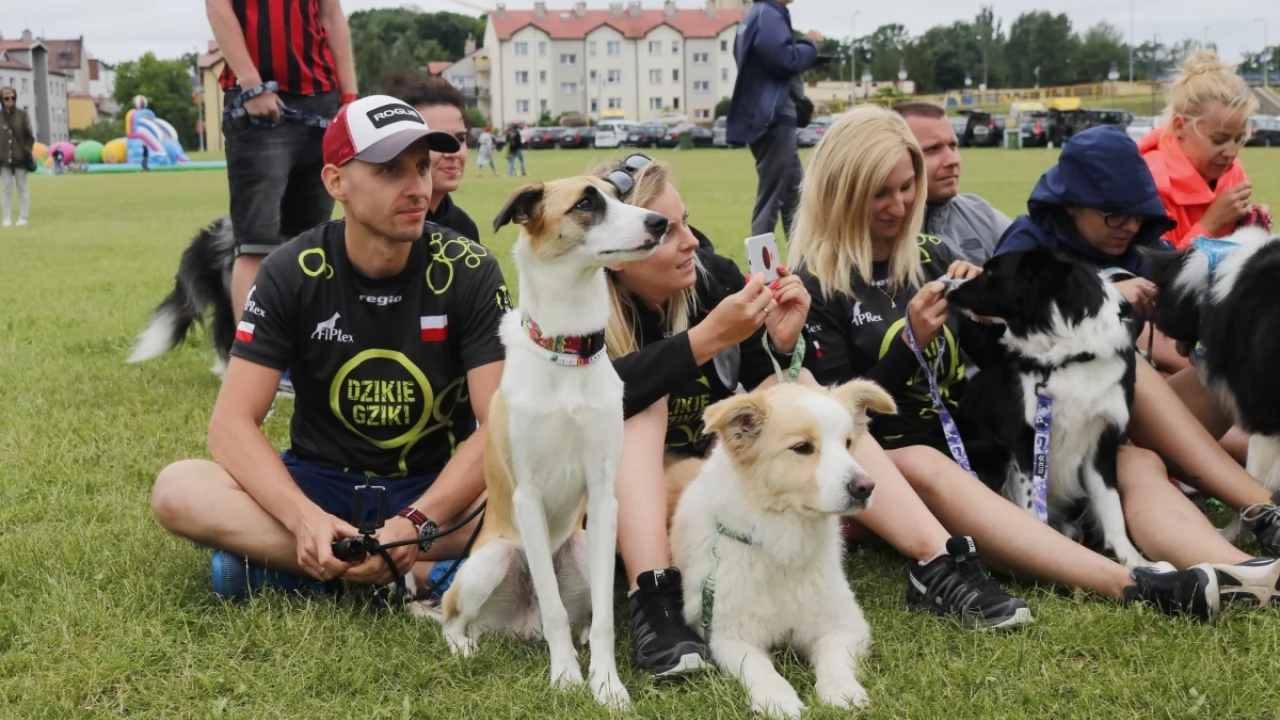 Tczew - Zawody Flyball, czyli wyścig psich sztafet