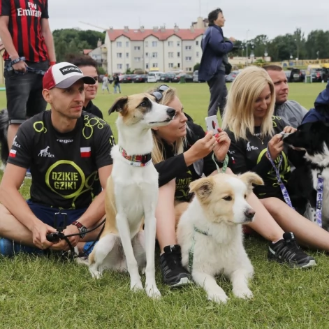 Tczew - Zawody Flyball, czyli wyścig psich sztafet