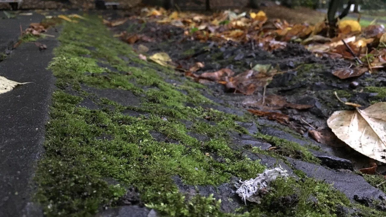 Tczew - Park Miejski jesienią z dnia 7.10.2016