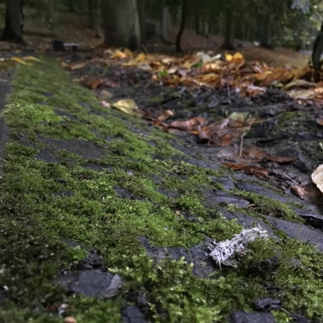 Tczew - Park Miejski jesienią z dnia 7.10.2016