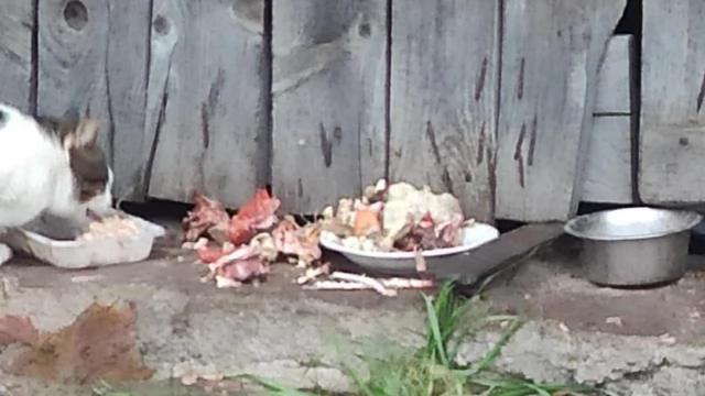 Tczew - Problem z bezpańskimi kotami na Zamkowej. Ktoś pomoże?