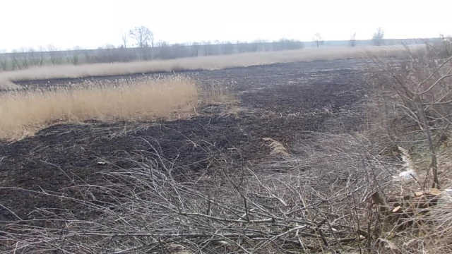 Tczew - Ktoś podpalił cenny przyrodniczo użytek "Borawa"