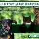 Tczew - Jak rozwiązać problem bezdomności zwierząt w Polsce?