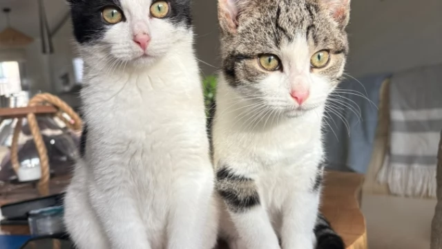 Tczew - Dwa kotki szukają domu.