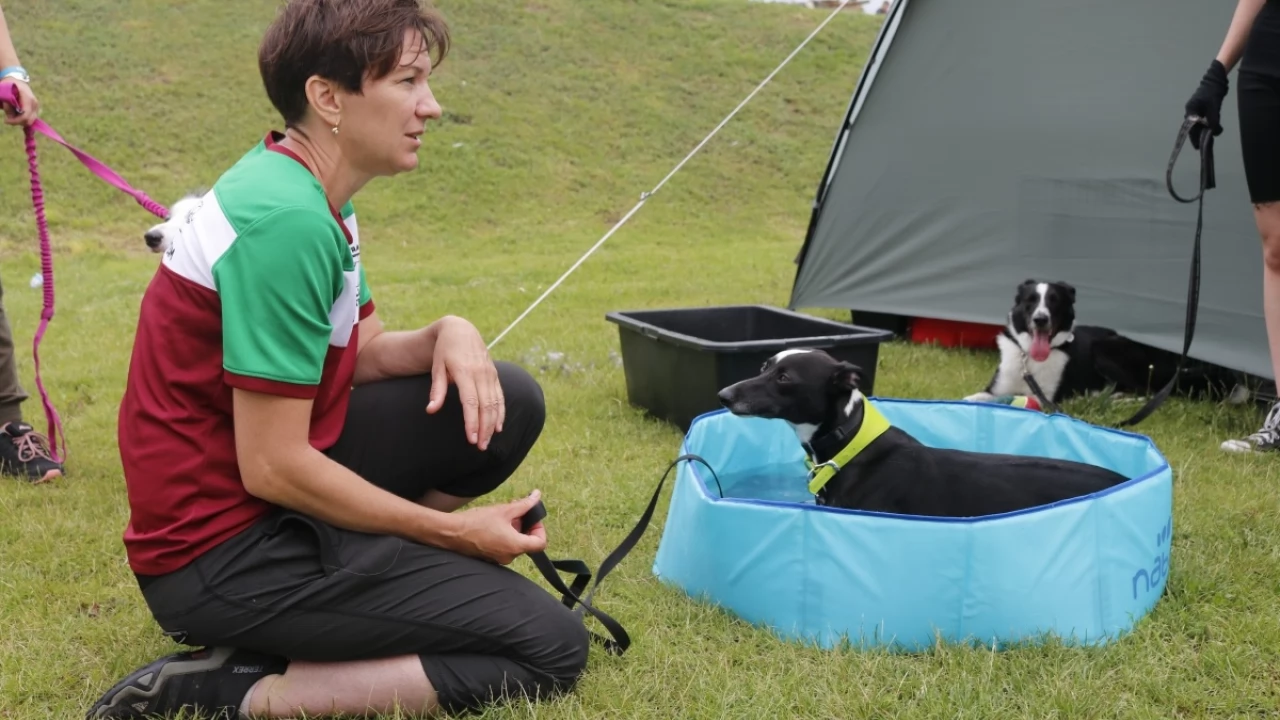 Tczew - Zawody Flyball, czyli wyścig psich sztafet