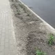 Tczew - Jeszcze nie zdążyli wszystkiego nasadzić, a część już rozkradziono...