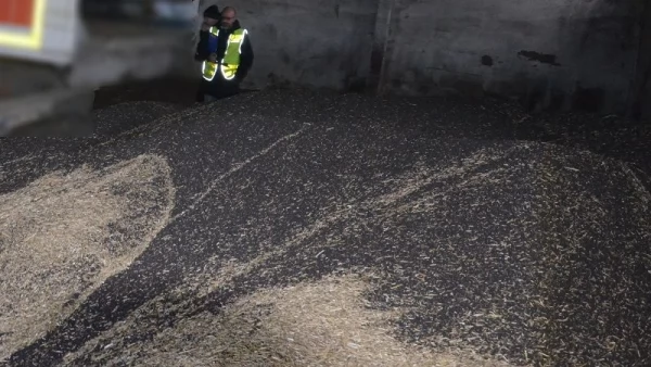 Tczew - Policjanci odzyskali 20 ton rzepaku