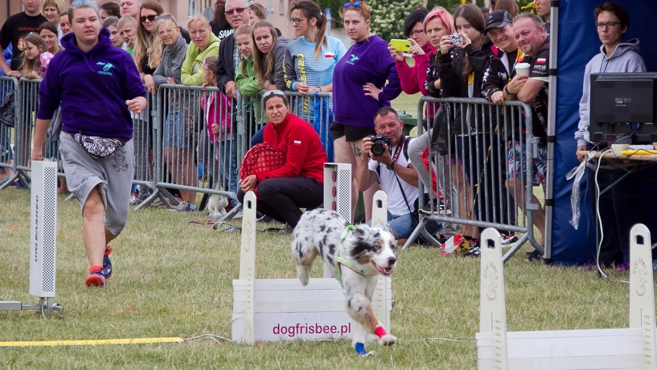 Tczew - Flyball - Wyścigi Psich Sztafet nad Wisłą