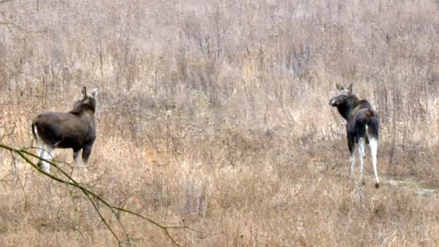 Tczew - Obława na łosie na terenie dawnych koszar