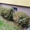 Tczew - Atak ćmy bukszpanowej na Suchostrygach