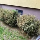 Tczew - Atak ćmy bukszpanowej na Suchostrygach