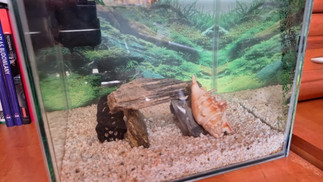 Tczew - Akwarium + 3 glonojady