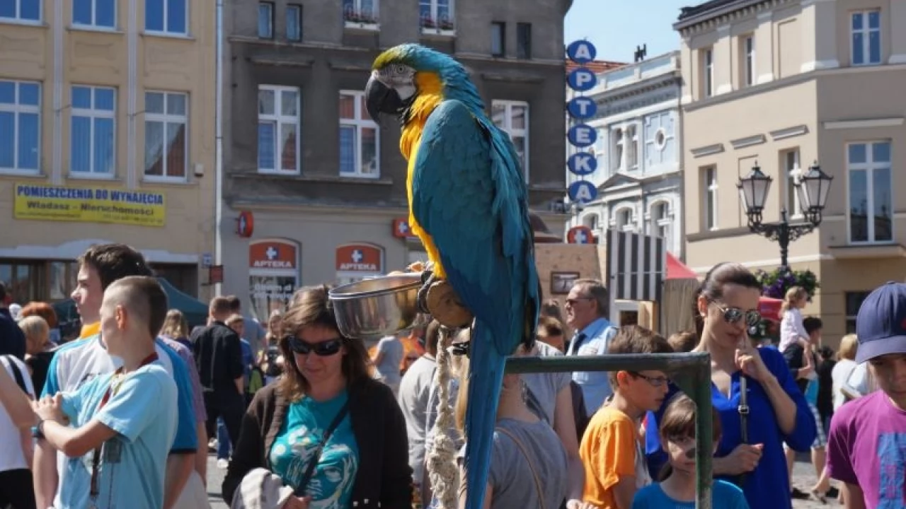 Tczew - Pchli Targ 2014