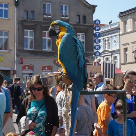 Tczew - Pchli Targ 2014
