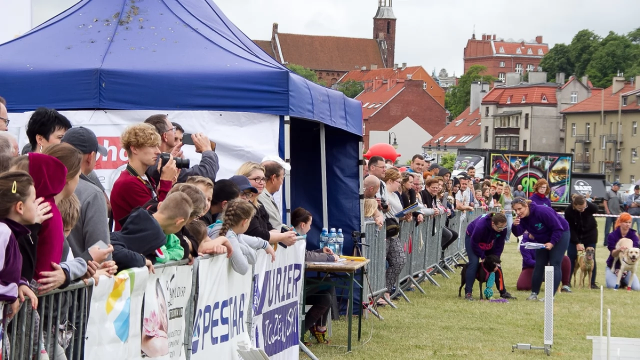 Tczew - Flyball - Wyścigi Psich Sztafet nad Wisłą