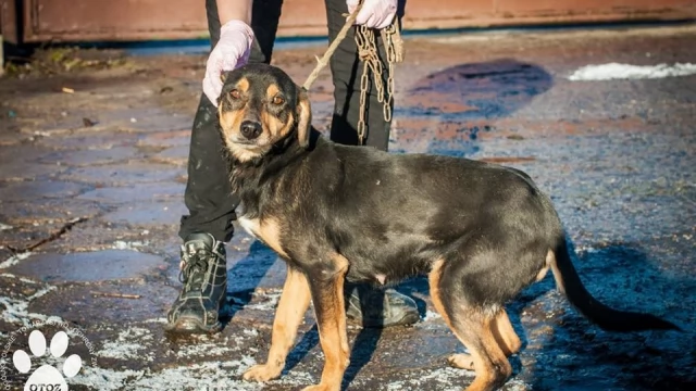 Tczew - Animalsi uratowali suczkę - na szczęście zareagowali mieszkańcy