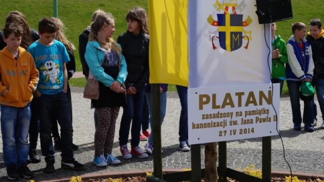 Tczew - W Tczewie rośnie platan dedykowany Janowi Pawłowi II