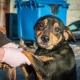 Tczew - Animalsi uratowali suczkę - na szczęście zareagowali mieszkańcy