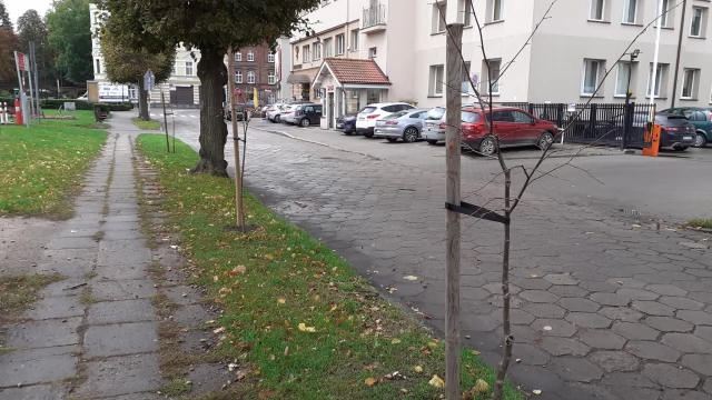 Tczew - Przy tczewskich ulicach przybyło kilkadziesiąt drzew