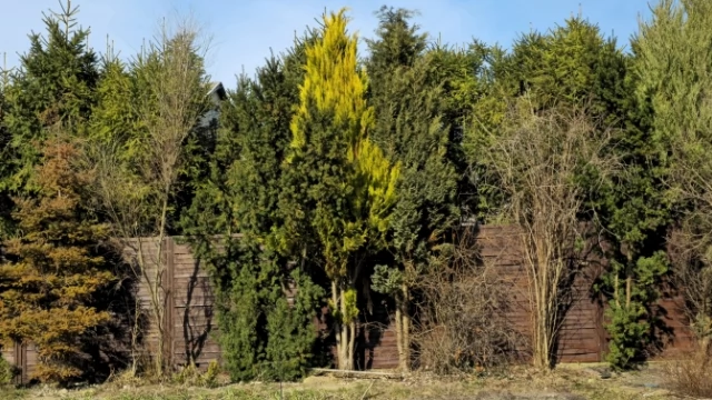 Tczew - Sprzedam krzaki