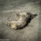 Tczew - Animalsi walczą o życie psa, który został skopany, bo denerwował właściciela suki z cieczką