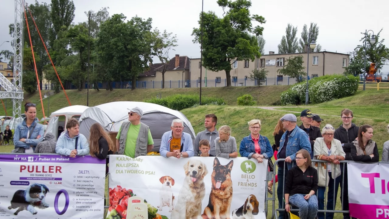 Tczew - Flyball - Wyścigi Psich Sztafet nad Wisłą