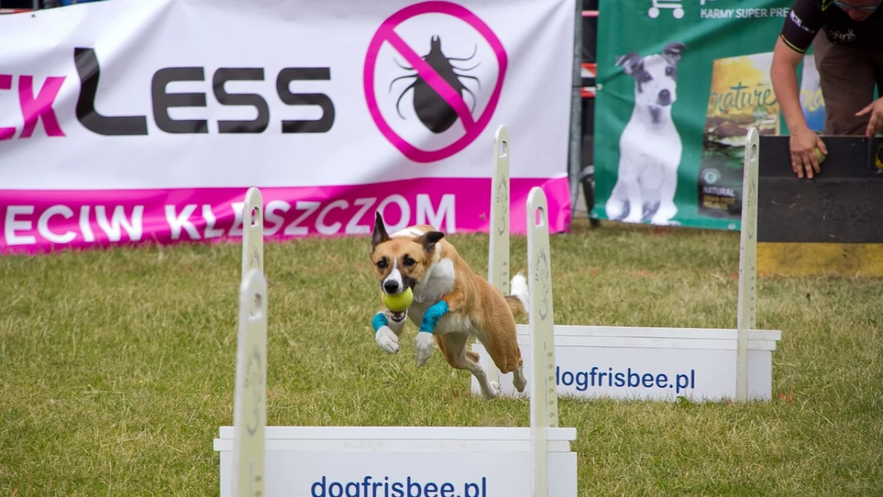 Tczew - Flyball - Wyścigi Psich Sztafet nad Wisłą