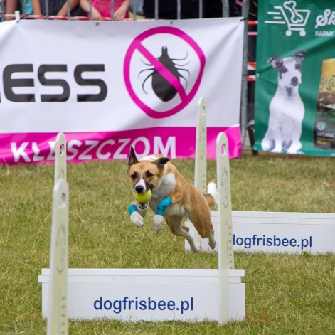 Tczew - Flyball - Wyścigi Psich Sztafet nad Wisłą