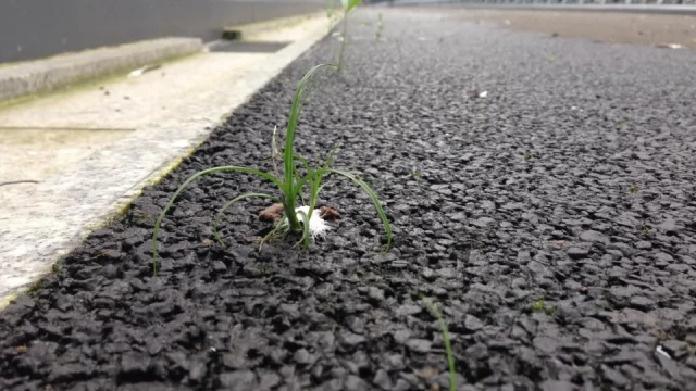 Tczew - Zabytkowy most na Wiśle niszczeje