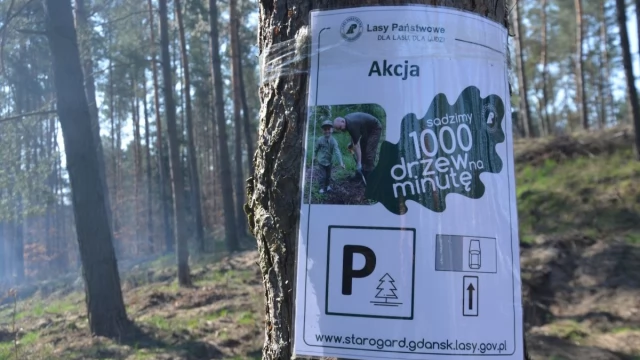 Tczew - W Rokitkach posadzili trzy tysiące drzew