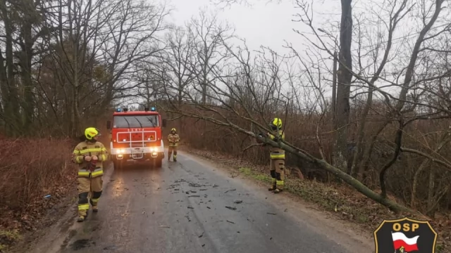 Tczew - Połamane drzewa, odbiorcy bez prądu - wichura w powiecie tczewskim