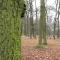 Tczew - Park czeka na rewitalizację. Na jakim etapie przygotowania?
