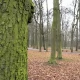 Tczew - Park czeka na rewitalizację. Na jakim etapie przygotowania?