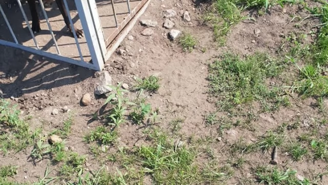 Tczew - Szczeniak zamknięty w małym kojcu prawie usmażony! Animalsi ze specjalnym apelem
