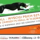 Tczew - Widowiskowe psie zawody nad Wisłą