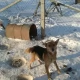 Tczew - OTOZ "Animals" apeluje - pomóżmy zwierzętom podczas silnych mrozów