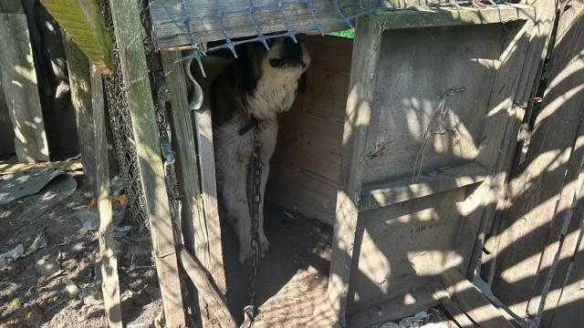 Tczew - Zaniedbał psy, które odziedziczył z posesją. Suczka padła