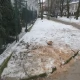 Tczew - Wycinał drzewa bez zezwolenia