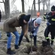 Tczew - Uzupełniali drzewostan - 27 nowych lip