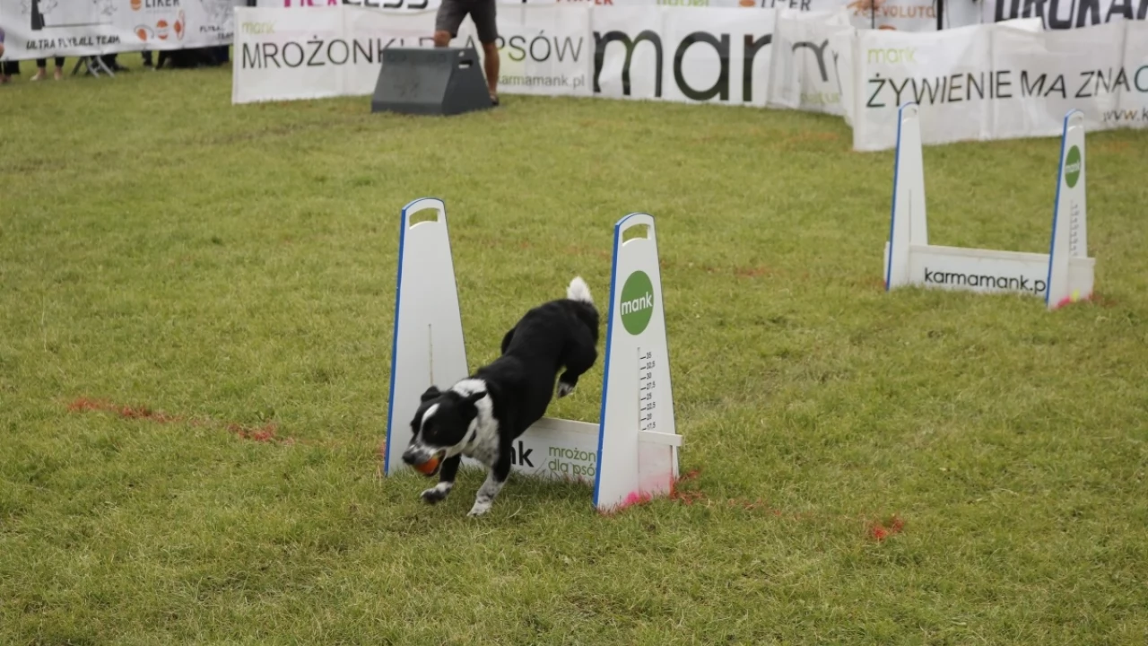 Tczew - Zawody Flyball, czyli wyścig psich sztafet