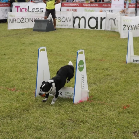 Tczew - Zawody Flyball, czyli wyścig psich sztafet