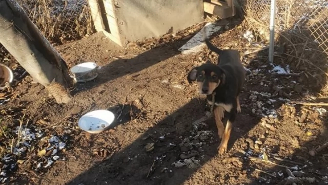 Tczew - Animalsi uratowali suczkę - na szczęście zareagowali mieszkańcy