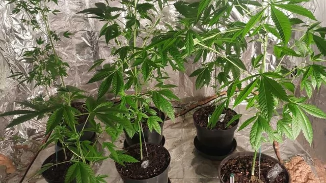 Tczew - Nel poprowadziła do szafki - tam MDMA, amfetamina, marihuana. A na strychu uprawa konopi