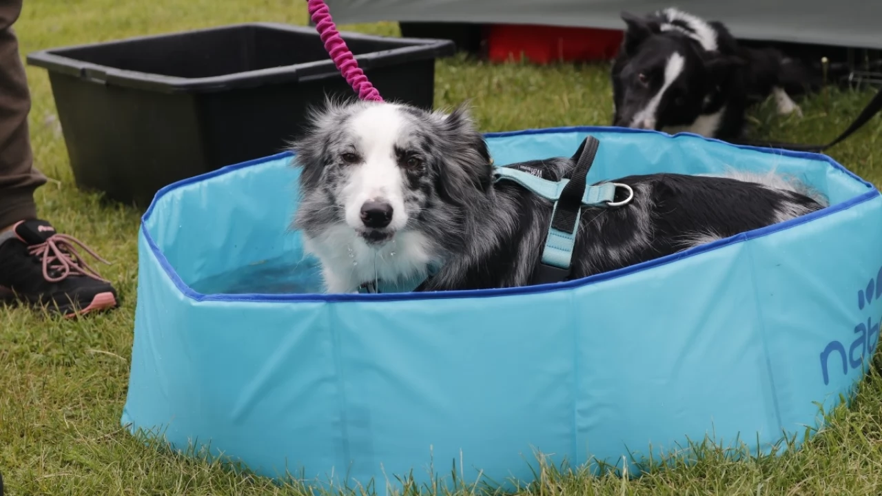 Tczew - Zawody Flyball, czyli wyścig psich sztafet