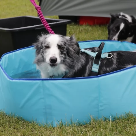 Tczew - Zawody Flyball, czyli wyścig psich sztafet