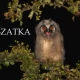 Tczew - Nie zabieraj młodych sów do domu!
