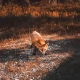 Tczew - Nad Wisłą grasuje lis